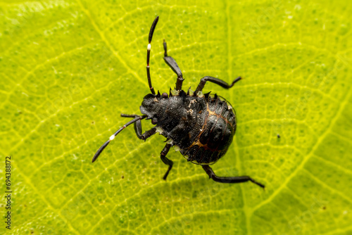 Stinkbug nymph inhabits the leaves of wild plants