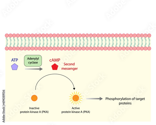 cAMP dependent protein kinases. cAMP, second messenger, production amplification. Protein kinase A, PKA. Vector illustration.