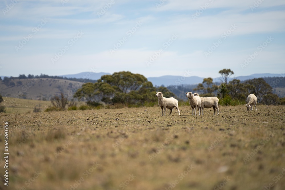flock of shorn sheep in a dry paddock in summer with short grass
