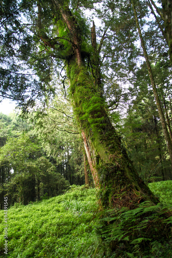 Fototapeta premium The biggest tree in Alishan national park at taiwan