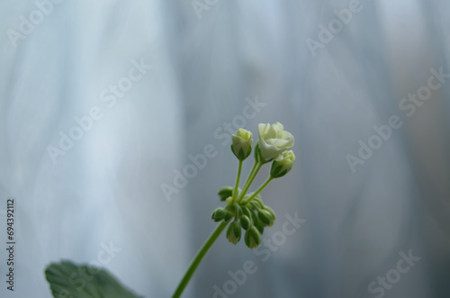 The white Pelargonium during flowering in a pot of a close -up.