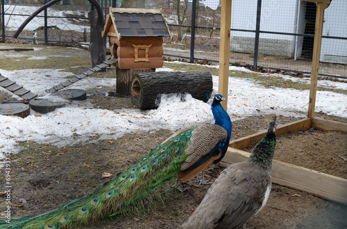 Female and male peacocks - a couple in a zoo outside