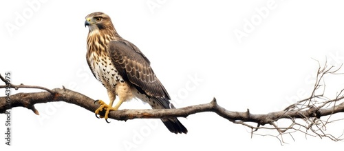 Wallace's Hawk-Eagle, a small raptor, sat on a branch. photo