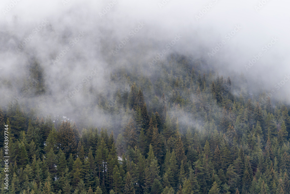 Beautiful pine forest in the fog. Beautiful winter panoramic mountain landscape. Bansko Alpine Ski Resort, Bulgaria. Pirin mountain.