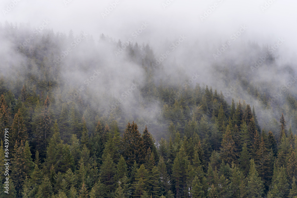 Beautiful pine forest in the fog. Beautiful winter panoramic mountain landscape. Bansko Alpine Ski Resort, Bulgaria. Pirin mountain.