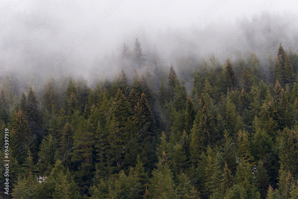 Beautiful pine forest in the fog. Beautiful winter panoramic mountain landscape. Bansko Alpine Ski Resort, Bulgaria. Pirin mountain. Beautiful pine forest in the fog. Beautiful winter panoramic mountain landscape. Bansko Alpine Ski Resort, Bulgaria. Pirin mountain.