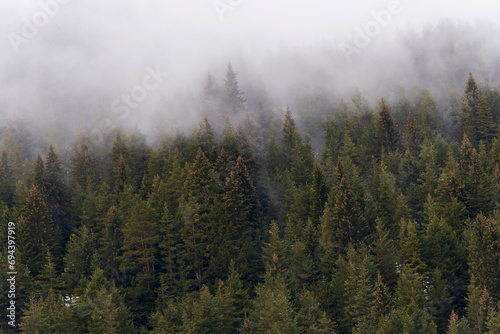 Beautiful pine forest in the fog. Beautiful winter panoramic mountain landscape. Bansko Alpine Ski Resort, Bulgaria. Pirin mountain.