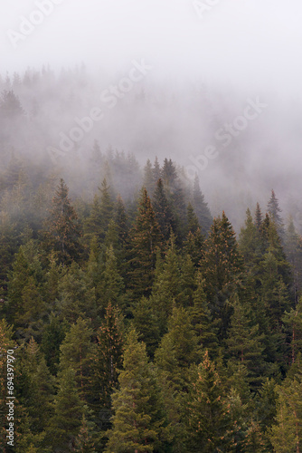Fototapeta Naklejka Na Ścianę i Meble -  Beautiful pine forest in the fog. Beautiful winter panoramic mountain landscape. Bansko Alpine Ski Resort, Bulgaria. Pirin mountain.