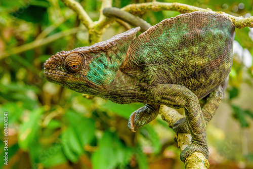 Parson's chameleon, Peyrieras Nature reserve, Marazevo, Madagascar