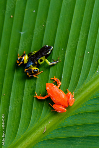  Mantella baroni & Golden Mantella  frogs, Peyrieras Nature reserve, Marazevo, Madagascar photo