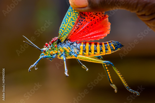 Rainbow Milkweed Locust, Phymateus saxosus, Peyrieras Nature reserve, Marazevo, Madagascar photo