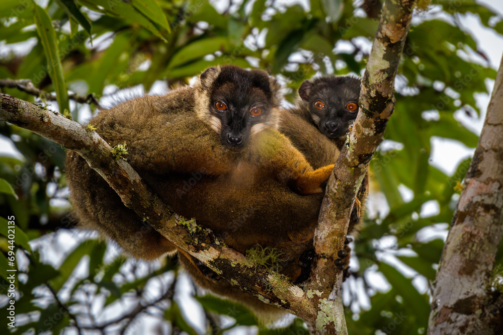 Fototapeta premium Common brown lemur, Adacibe National Park , Madagascar
