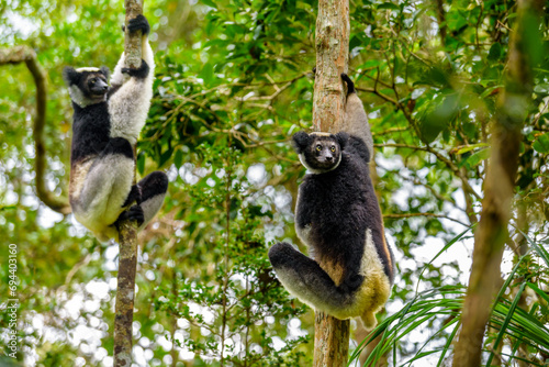 Two Indri lemurs, Adacibe National Park , Madagascar photo