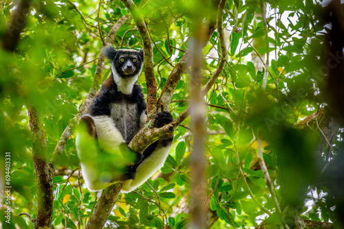 Indri lemur  Adacibe National Park   Madagascar