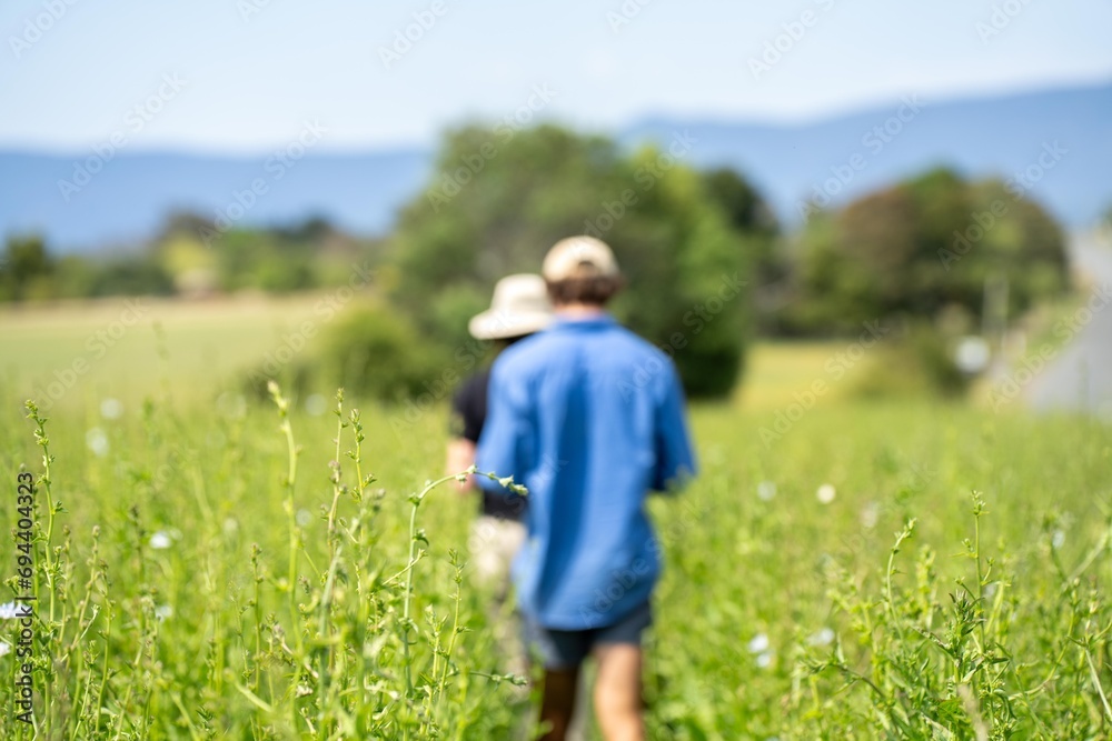 farmer conducting a crop walk in a chicory crop. students learning about agriculture farmer conducting a crop walk in a chicory crop. students learning about agriculture