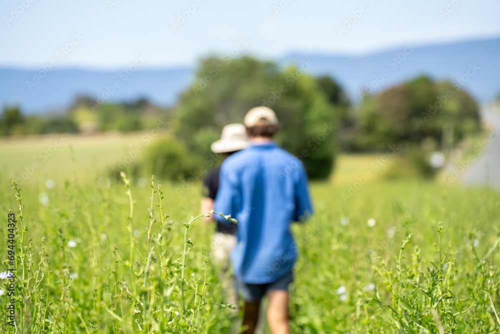 farmer conducting a crop walk in a chicory crop. students learning about agriculture