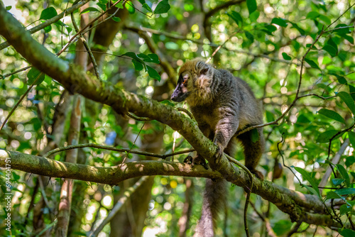 Red-fronted lemur, Ranomafana National Park, Madagascar