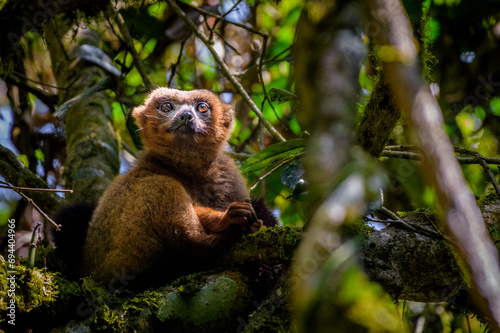 Golden bamboo lemur, Ranomafana National Park, Madagascar