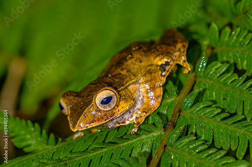 Tree frog, Ranomafana National Park, Madagascar photo