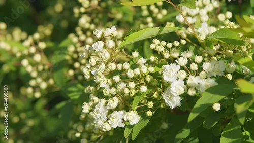 Spiraea Cantoniensis On Blurred Background. Japanese Spiraea. Hedging Shrub And Flowering Plant. Close up. photo