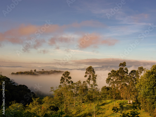 A cow grassing early in the sunrise near a hill covered in low mist, in the eastern Andean mountains of central Colombia.