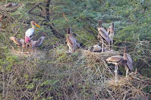 Painted Stork (Mycteria leucocephala) rookery with adults and young, many nests, Sultanpur National Park and Bird Sanctuary, Delhi, India.