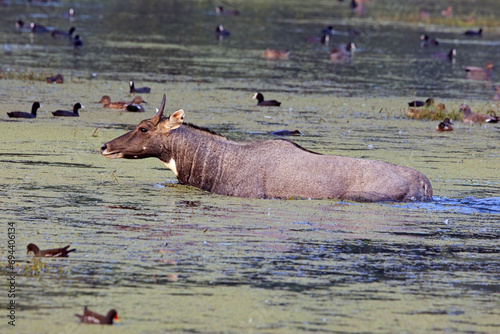 Nilgai (Boselaphus tragocamelus), a large asian antelope, wading across the water at Sultanpur National Park and Bird Sanctuary, Delhi, India.