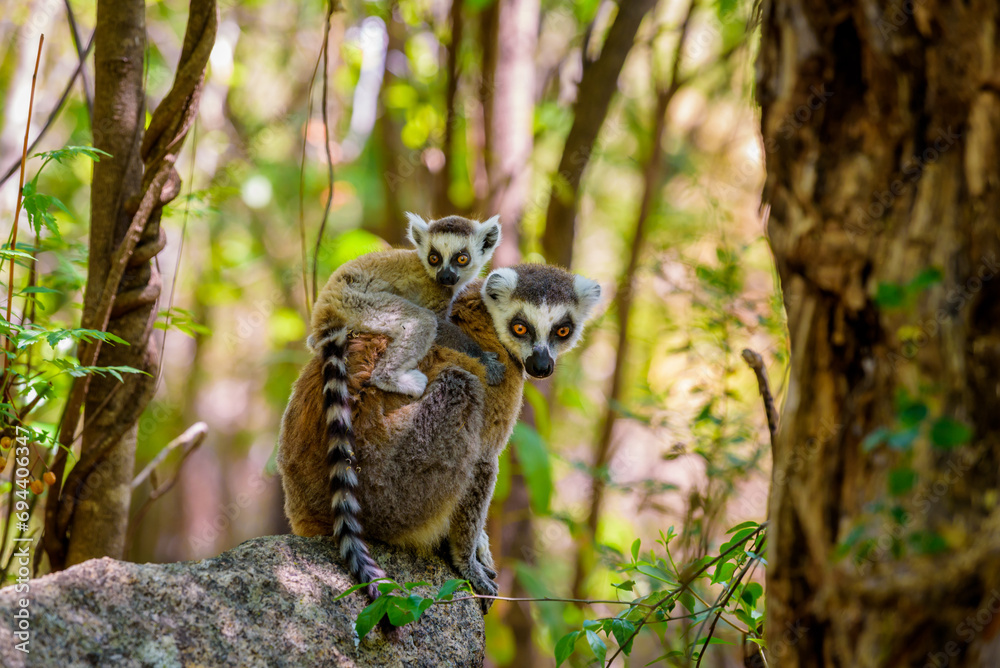 Ring-tailed Lemur with her baby riding on her, Anja Reserve- Ambalavao ...