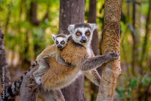 Ring-tailed Lemur with her baby riding on her, Anja Reserve- Ambalavao -village managed park, Madagascar photo