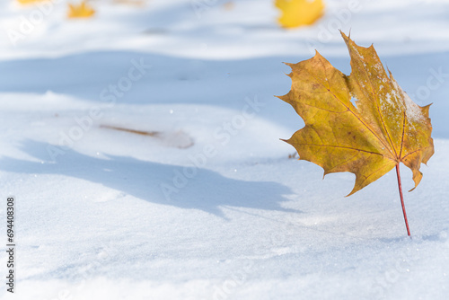 zima w parku, suchy liść w złotym kolorze rzucający cień na biały śnieg © Andrzej Michaluk