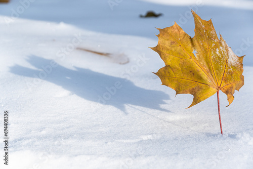 zima w parku, złoty suchy liść klonu wbity łodyżką w biały, gładki śnieg, rzucający cień © Andrzej Michaluk
