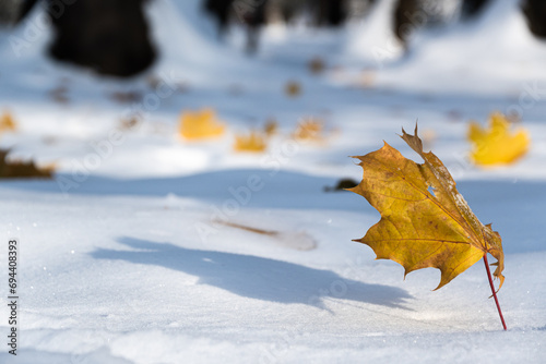 zima w parku, suchy liść w złotym kolorze rzucający cień na biały śnieg © Andrzej Michaluk