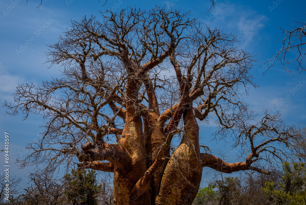 Baobab tree, Tsimanampetsotsa National Park, Madagascar