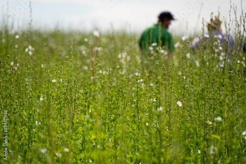 farmer in meadow chwcking a crop of green plants photo