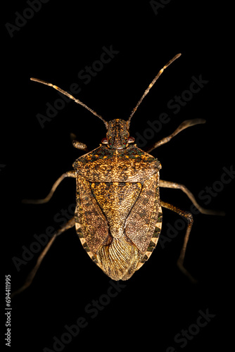 Punaise marbrée (Halyomorpha halys) photo