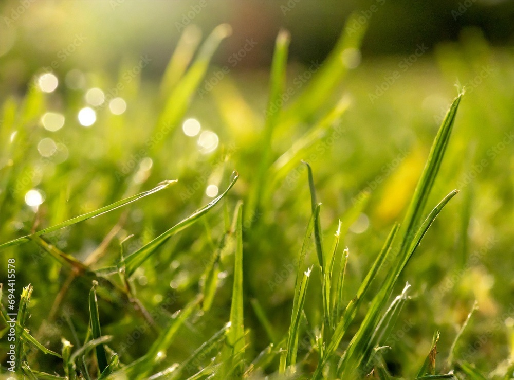Obraz premium Green grass on a sunny day, macro photography background