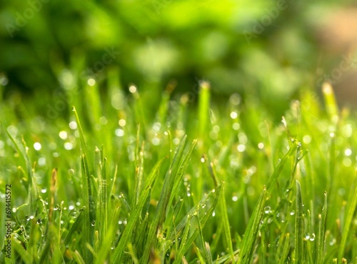 Green grass on a sunny day, macro photography background