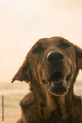portrait of street dog 