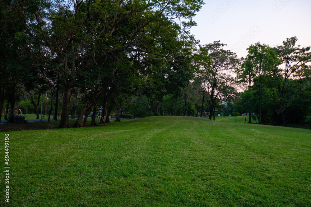 Green park sunset with meadow and tree Green park sunset with meadow and tree