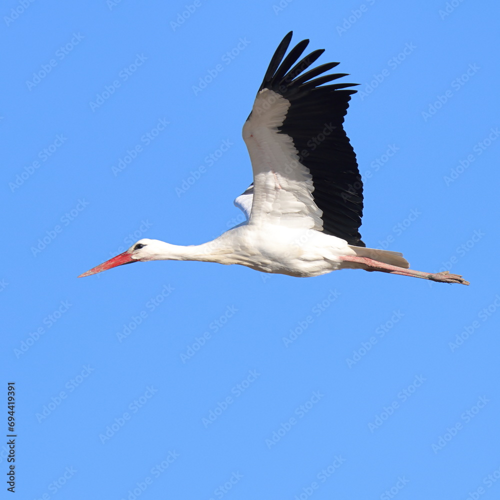 Naklejka premium volo libero