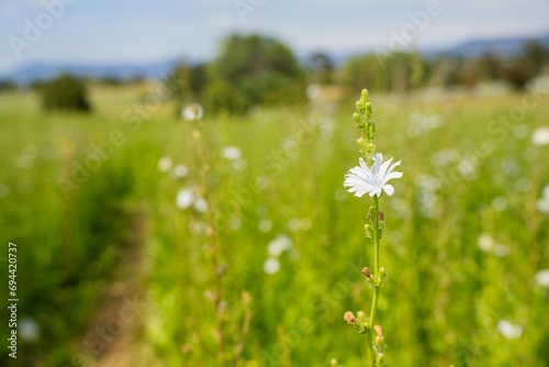 Fototapeta Naklejka Na Ścianę i Meble -  white flower clover flower in a field on a farm