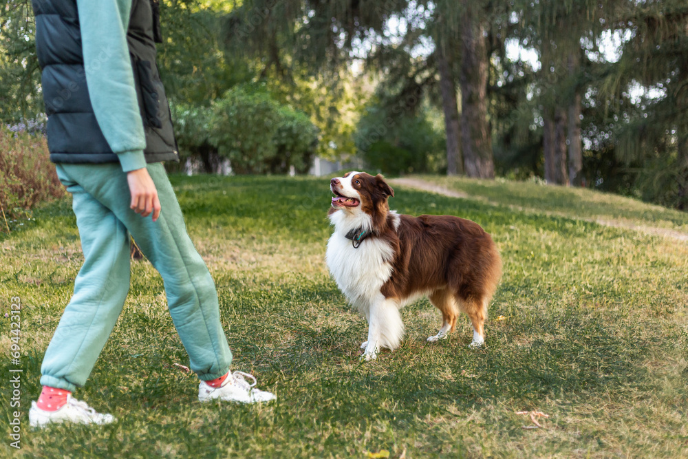 A young red and brown Australian Shepherd looks attentively at his owner, waiting for a command or a reward. Happy beautiful shaggy dog in a beautiful park. Dog training  concept.  Close-up, Lifestyle