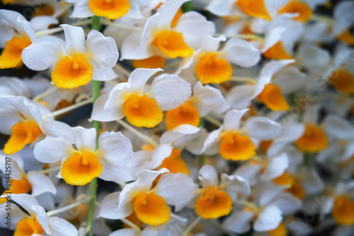 many yellow white Dendrobium nobile flowers background photo