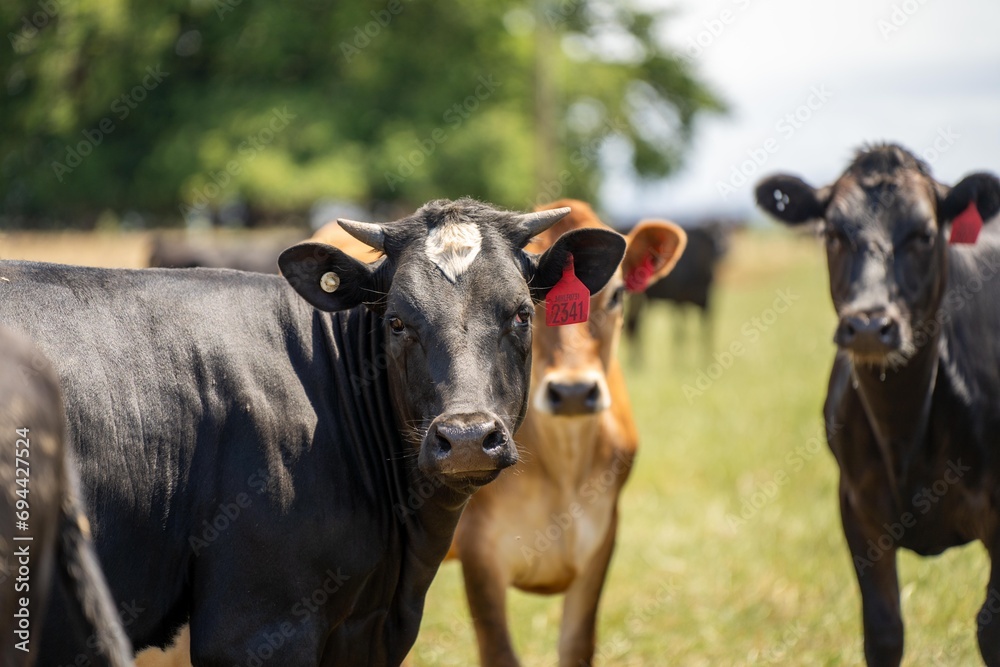 portrait Stud dairy cows grazing on grass in a field, in Australia. breeds include Friesian, Holstein, Jersey stud portrait Stud dairy cows grazing on grass in a field, in Australia. breeds include Friesian, Holstein, Jersey stud