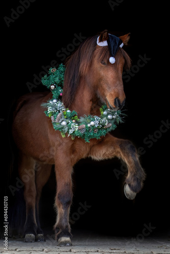 Christmas horse black shot: A icelandic horse wearing a wreath and showing a trick on black background