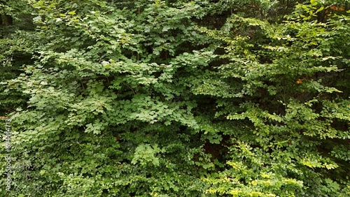 Ściana zielonych liści 
