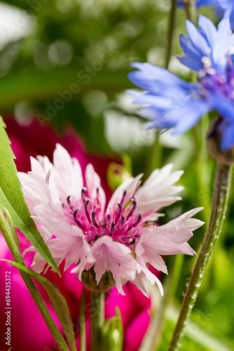 Beautiful wild flowers on a white background