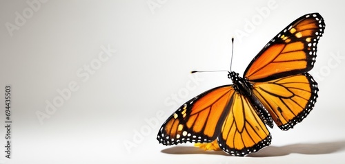  a close up of a butterfly flying with it's wings spread open and facing the camera on a white background.