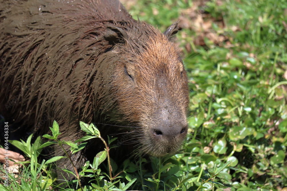 Fat Capybara, Hydrochoerus hydrochaeris, eats grass. Fat Capybara, Hydrochoerus hydrochaeris, eats grass.