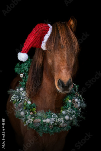 Horse christmas black shot: A beautiful icelandic horse wearing a wreath on black background © Annabell Gsödl